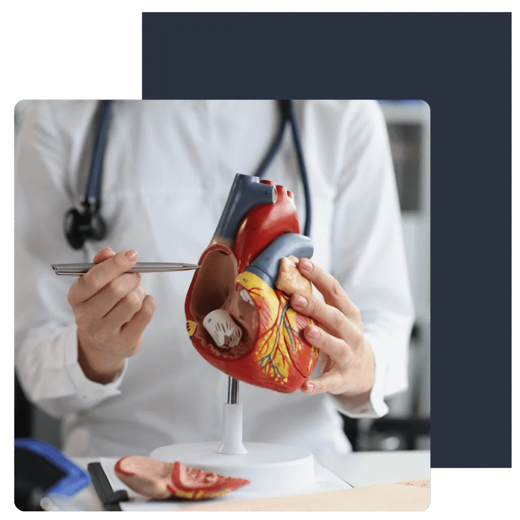 Private GP in Edgbaston explaining cardiovascular health using a heart model – same-day appointments, blood tests, and heart care available 7 days a week.